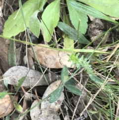 Grona varians (Slender Tick-Trefoil) at Red Hill Nature Reserve - 8 Sep 2021 by Tapirlord