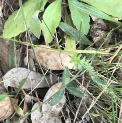 Grona varians (Slender Tick-Trefoil) at Red Hill Nature Reserve - 8 Sep 2021 by Tapirlord