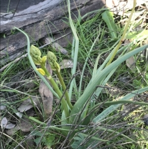 Bulbine sp. at Deakin, ACT - 8 Sep 2021