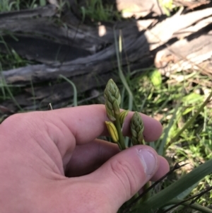 Bulbine sp. at Deakin, ACT - 8 Sep 2021 02:52 PM