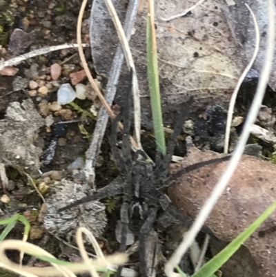 Tasmanicosa sp. (genus) (Unidentified Tasmanicosa wolf spider) at Deakin, ACT - 8 Sep 2021 by Tapirlord