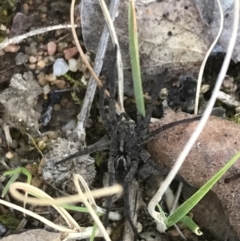 Tasmanicosa sp. (genus) at Deakin, ACT - 8 Sep 2021