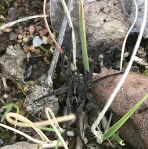 Tasmanicosa sp. (genus) at Deakin, ACT - 8 Sep 2021