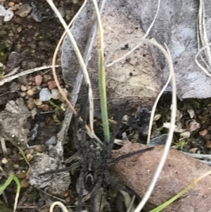 Tasmanicosa sp. (genus) at Deakin, ACT - 8 Sep 2021