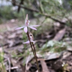 Caladenia fuscata (Dusky Fingers) at Ginninderry Conservation Corridor - 14 Sep 2021 by JasonC