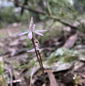 Caladenia fuscata at Holt, ACT - 14 Sep 2021