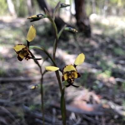 Diuris pardina (Leopard Doubletail) at Holt, ACT - 14 Sep 2021 by JasonC