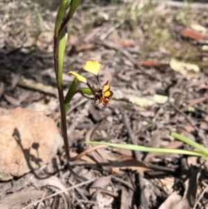 Diuris pardina at Holt, ACT - suppressed