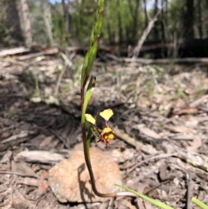 Diuris pardina at Holt, ACT - suppressed