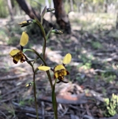 Diuris pardina at Holt, ACT - suppressed