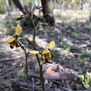 Diuris pardina at Holt, ACT - suppressed