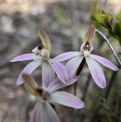 Caladenia fuscata (Dusky Fingers) at Ginninderry Conservation Corridor - 14 Sep 2021 by JasonC