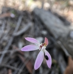 Caladenia fuscata at Holt, ACT - 14 Sep 2021