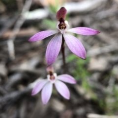 Caladenia fuscata at Holt, ACT - 14 Sep 2021