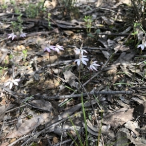 Caladenia fuscata at Holt, ACT - 14 Sep 2021