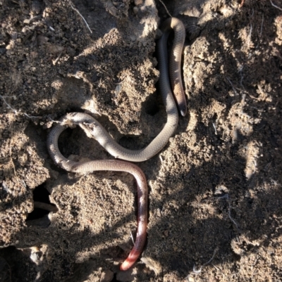 Aprasia parapulchella (Pink-tailed Worm-lizard) at Holt, ACT - 14 Sep 2021 by JasonC