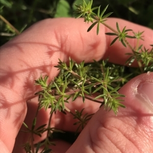 Asperula conferta at Curtin, ACT - 9 Sep 2021