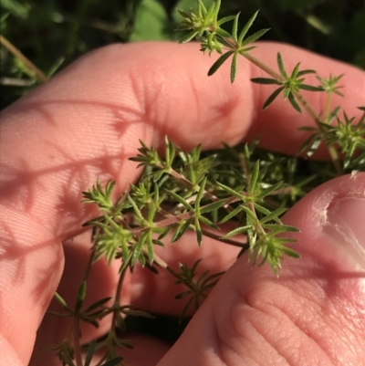 Asperula conferta (Common Woodruff) at Curtin, ACT - 9 Sep 2021 by Tapirlord