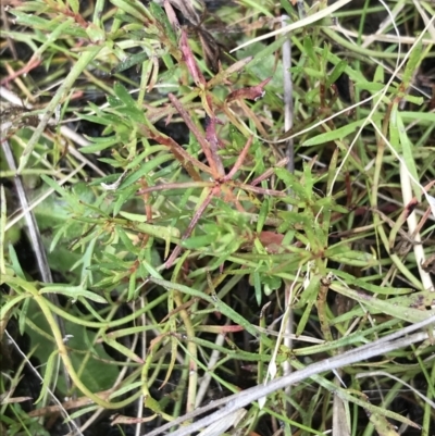 Haloragis heterophylla (Variable Raspwort) at Curtin, ACT - 9 Sep 2021 by Tapirlord