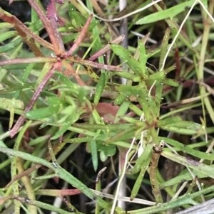 Haloragis heterophylla at Curtin, ACT - 9 Sep 2021 03:38 PM