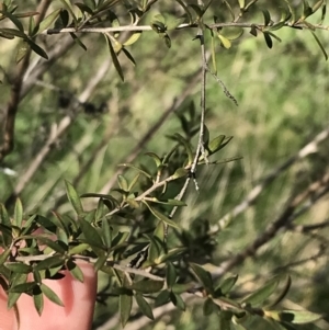 Leptospermum continentale at Curtin, ACT - 9 Sep 2021 03:35 PM