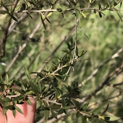 Leptospermum continentale (Prickly Teatree) at Curtin, ACT - 9 Sep 2021 by Tapirlord