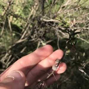 Leptospermum continentale at Curtin, ACT - 9 Sep 2021