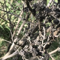 Leptospermum continentale at Curtin, ACT - 9 Sep 2021