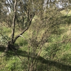 Leptospermum continentale at Curtin, ACT - 9 Sep 2021 03:35 PM