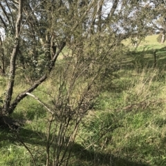 Leptospermum continentale at Curtin, ACT - 9 Sep 2021 03:35 PM