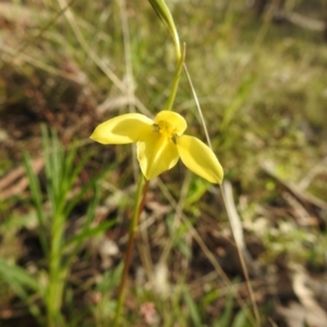 Diuris chryseopsis at Carwoola, NSW - 9 Sep 2021