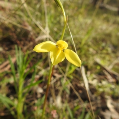 Diuris chryseopsis (Golden Moth) at Carwoola, NSW - 9 Sep 2021 by Liam.m