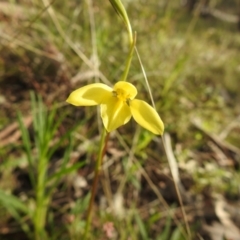 Diuris chryseopsis (Golden Moth) at Stony Creek Nature Reserve - 9 Sep 2021 by Liam.m