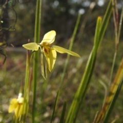 Diuris chryseopsis at Carwoola, NSW - 9 Sep 2021