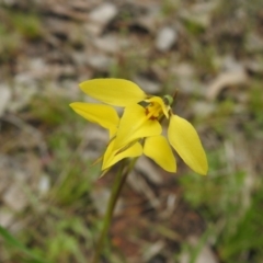 Diuris chryseopsis at Carwoola, NSW - suppressed