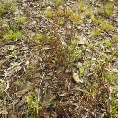 Daviesia genistifolia (Broom Bitter Pea) at Stony Creek Nature Reserve - 9 Sep 2021 by Liam.m