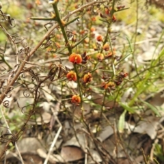 Daviesia genistifolia at Carwoola, NSW - 9 Sep 2021