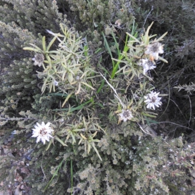 Xerochrysum viscosum (Sticky Everlasting) at Carwoola, NSW - 11 Sep 2021 by Liam.m