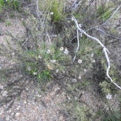 Xerochrysum viscosum at Carwoola, NSW - 11 Sep 2021