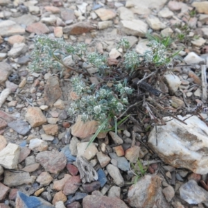 Poranthera microphylla at Carwoola, NSW - suppressed