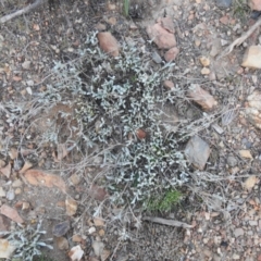 Chrysocephalum apiculatum (Common Everlasting) at Carwoola, NSW - 11 Sep 2021 by Liam.m