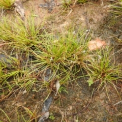 Schoenus apogon (Common Bog Sedge) at Carwoola, NSW - 9 Sep 2021 by Liam.m