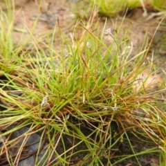 Schoenus apogon at Carwoola, NSW - suppressed