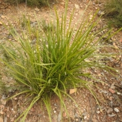 Lomandra longifolia (Spiny-headed Mat-rush, Honey Reed) at Carwoola, NSW - 9 Sep 2021 by Liam.m