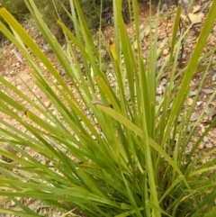 Lomandra longifolia at Carwoola, NSW - suppressed