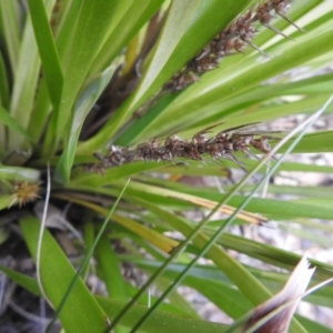 Lomandra longifolia at Carwoola, NSW - suppressed