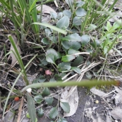 Goodenia hederacea at Carwoola, NSW - 9 Sep 2021