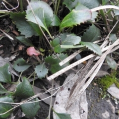 Goodenia hederacea at Carwoola, NSW - 9 Sep 2021