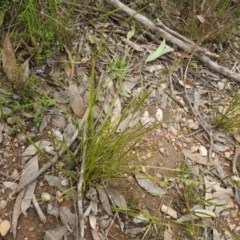 Lepidosperma laterale (Variable Sword Sedge) at Carwoola, NSW - 9 Sep 2021 by Liam.m