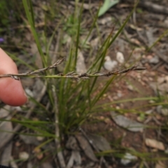 Lepidosperma laterale at Carwoola, NSW - 9 Sep 2021